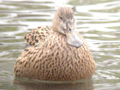 Australasian Shoveler